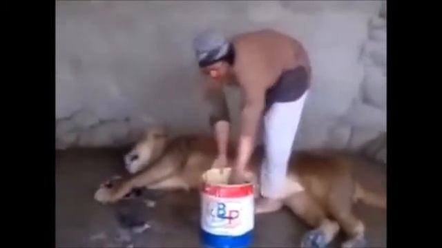 Самое смешное видео Как помыть ЛЬВА ШОК Реально моет смотреть онлайн