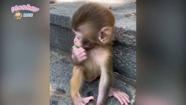 The Family Of Monkeys Mother And Baby Monkeys Are So Cute ??