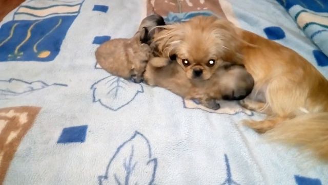 Пекинесы смотреть онлайн
