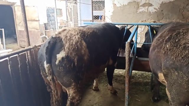 (63)✋сегодня забой быка. пишите коментарии кто сколько видит кг в нем? смотреть онлайн