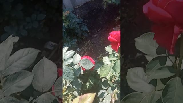 Папа мейян смотреть онлайн