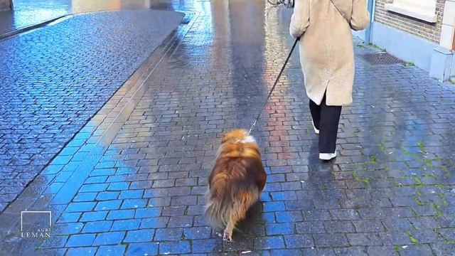 СКОЛЬКО СТОИТ БЕНЗИН В ЕВРОПЕ? ЦЕНА! Цена на Голландский сыр! Нидерланды, Берген-оп-Зом смотреть онлайн