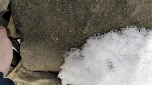 Розы. Работа с розами в саду в начале марта.