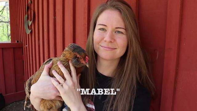 3 BEST CHICKEN BREEDS | Backyard & Family Flocks | Favorite Poultry Varieties For Beginners | Chick смотреть онлайн