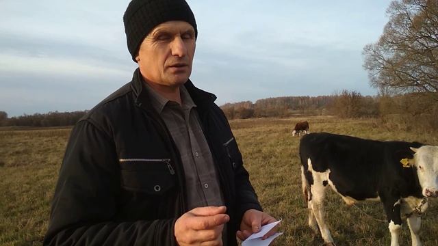 Как определить живой вес быков без весов. смотреть онлайн