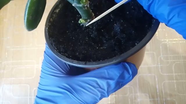 Как правильно сформировать денежное дерево?Цитокининовая паста. смотреть онлайн