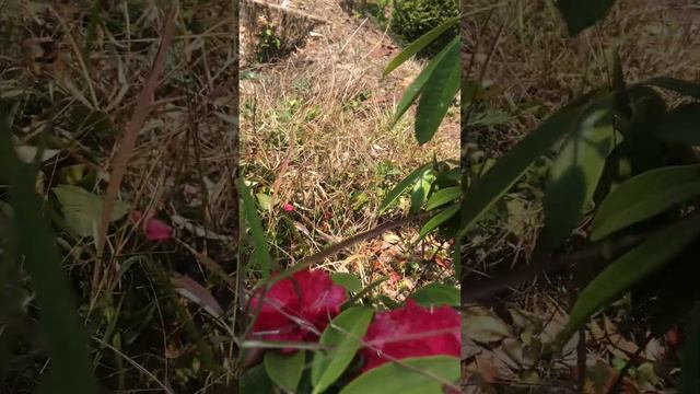 National Flower Of Nepal Rhododendron ( Laligurash) смотреть онлайн
