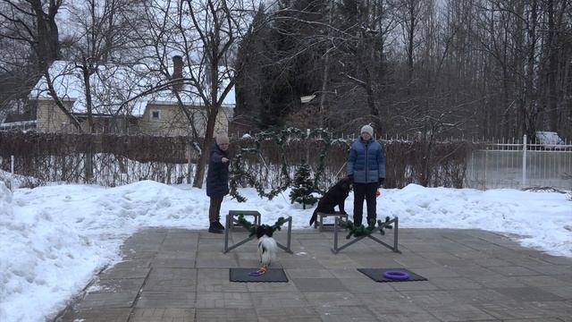 Догтренинг 571. Парный урок. Коррекция агрессии папильона. смотреть онлайн