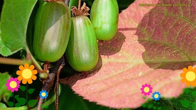 Актинидия коломикта доктор шимановски. Краткий обзор, описание характеристик actinidia kolomikta смотреть онлайн