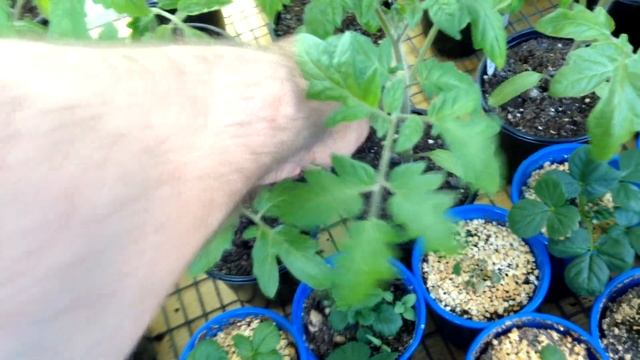 ? ? #2 Помидоры в открытом грунте от и до | Обзор рассады и очередная подкормка. смотреть онлайн