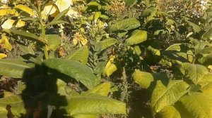 Сбор листьев табака продолжается