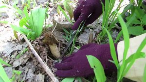 Где собирать сморчки? Как растут сморчки в осинниках