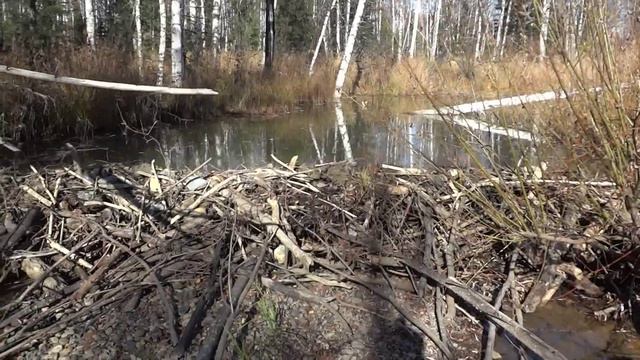 Моя охота на бобра. Зарисовки с охоты. Часть 2. смотреть онлайн