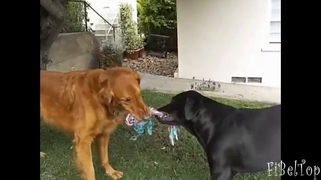 Смешные и милые лабрадоры. Лабрадор видео 2015 смотреть онлайн