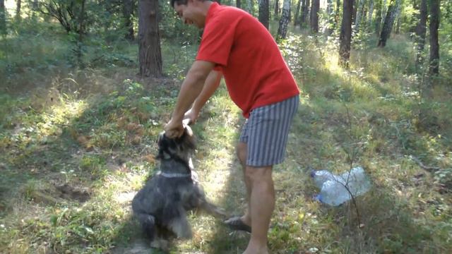 Mittelschnauzer