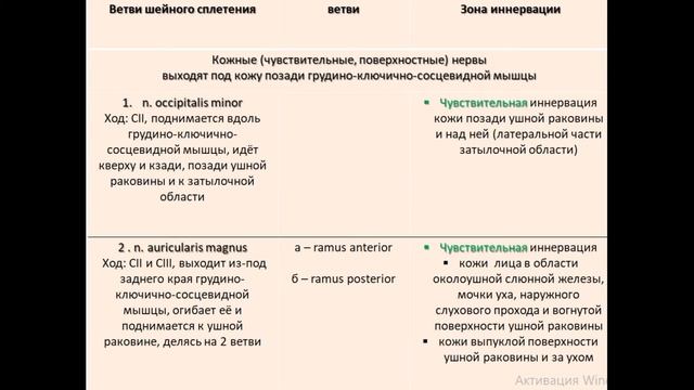 Plexus Cervicalis. Шейное сплетение