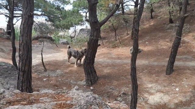 Зарисовки. Пляж Инжир. Балаклава. Крым 2019г. Часть-1 смотреть онлайн