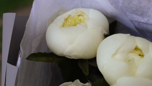 Букет из 15 белых пионов Standart Plus смотреть онлайн