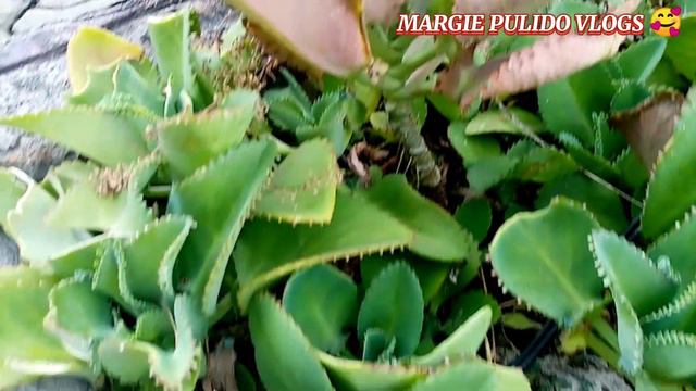 MIRACLE PLANT/LEAF, KATAKA TAKA PLANT/HOUSEPLANT смотреть онлайн