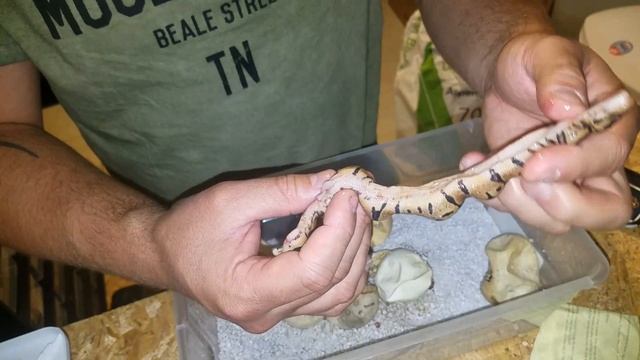 DEFORMED BALL PYTHON (WARNING GRAPHIC) SerpentSityExotics смотреть онлайн