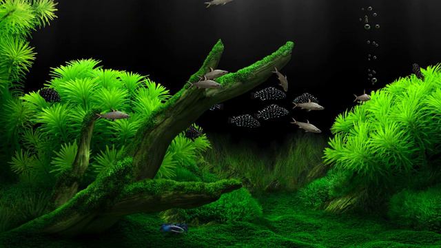 Dream Aquarium Mossy Green with Mossy Ground Tropheus Duboisi and Bala Shark смотреть онлайн