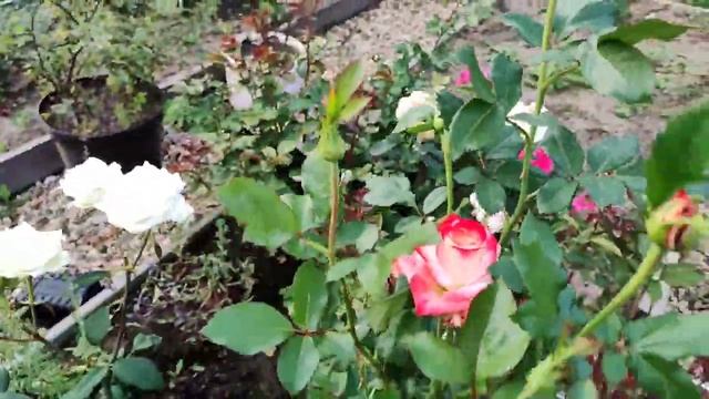 роза Императрица Фарах и похожие на нее.16 августа 21год. смотреть онлайн