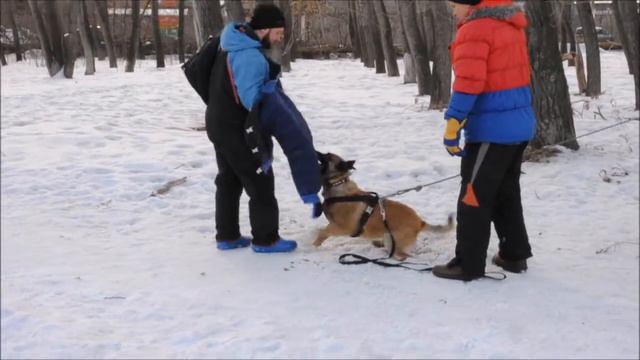 Dogs Belgian Malinois. Бельгийская овчарка Герочка кусает и отпускает по команде хозяина.