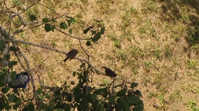 три птенчика впервые разглядывают мир, а воробьи соседнего гнезда спариваются для повторного выводк смотреть онлайн