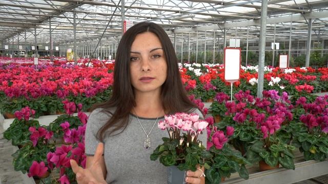 Ցիկլամենների կյանքի ցիկլը և խնամքը: Աճեցրեք մինչև ամառ ծաղկող ցիկլամեններ смотреть онлайн