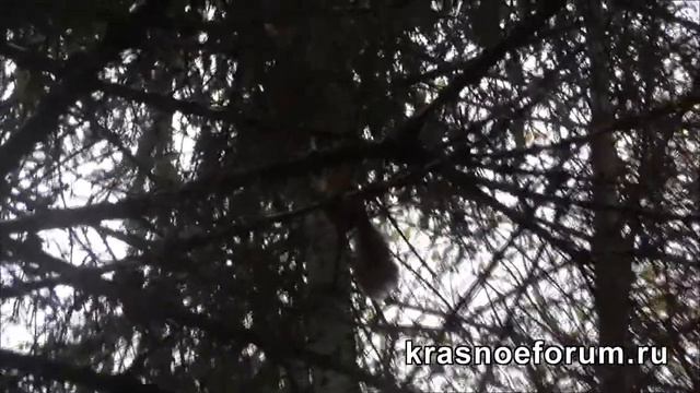 Белка Красносельский лес смотреть онлайн