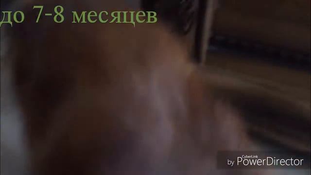 Лёва после 8 месяцев смотреть онлайн