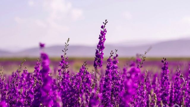 От тревоги к спокойствию @coachingwithmarina7941 ©️Music provided by Nature Healing Society©️ смотреть онлайн