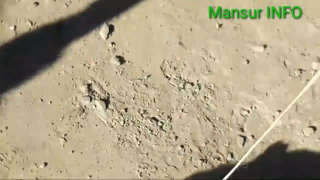 Хоразм ит кабутар алабай кучуклари  бозор нархлари Xorazm It Xõroz Kabutar Bozori Narxlari