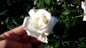 роза Пьер Ардити( Ломоносов) Франция.