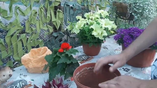 На эти красивые цветы и клумбы = потратил кучу денег и сил, а может это все......точно не в этот ра смотреть онлайн