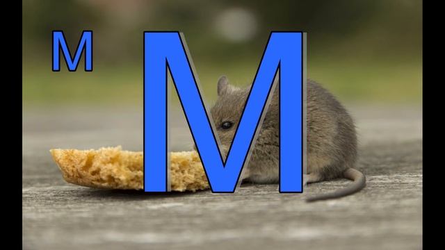 Назви тварин - вчимо абетку.