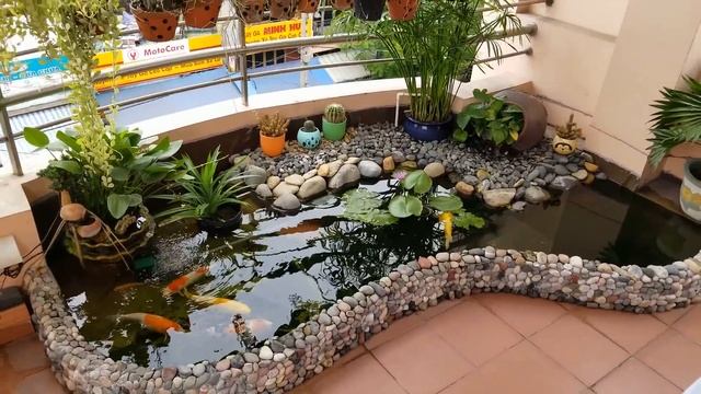 The beautiful mini koi fish pond in the balcony | Hồ cá chép Nhật nhỏ tuyệt đẹp trên ban công.
