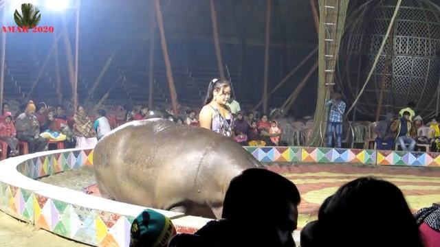 HIPPO AT AFRICAN FAMOUS CIRCUS KOLKATA AT WINTER | हिप्पो अफ्रीकन फेमस सर्कस में смотреть онлайн