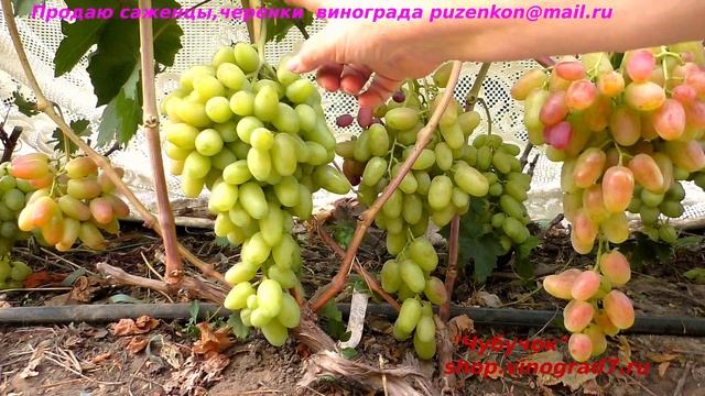 Виноград РОЗОВЫЙ СУПЕР грозди от 1.5 кг и крупными ягодами по 20 гр Кишмиш Цимус селекция Крайнова смотреть онлайн