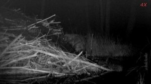 КАК БОБРЫ СТРОЯТ ХАТКУ часть 3