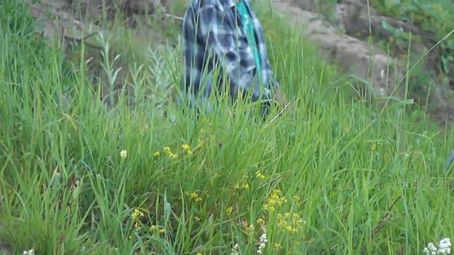 Выехали покидать спиннинг , рыбалка на Чумыше с Юркой #ru_kompass #fishing #рыбалка