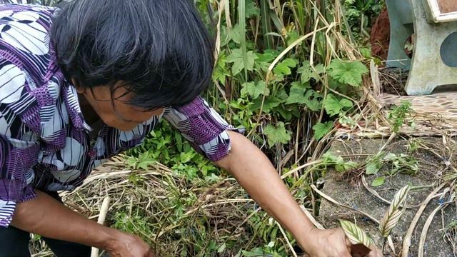 Calathea White Star คล้าขุนแผนเรียกทรัพย์ смотреть онлайн