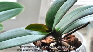 Почему желтеют листья у орхидеи — как спасти