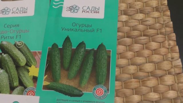 Под прицелом первые семена огурцов.Колибри садим как ранний. смотреть онлайн