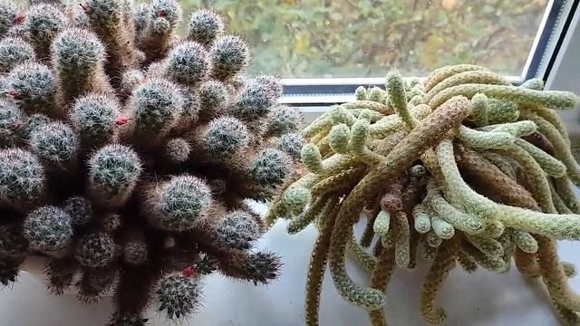 Кактусы дома. 40-летние «монстры» смотреть онлайн
