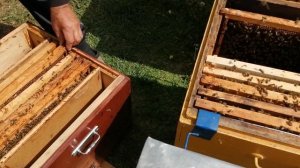 Убираем роение отводок на старую матку.