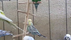 1 день из жизни Банды Попугаев : Что с разведением ? Где Буч?