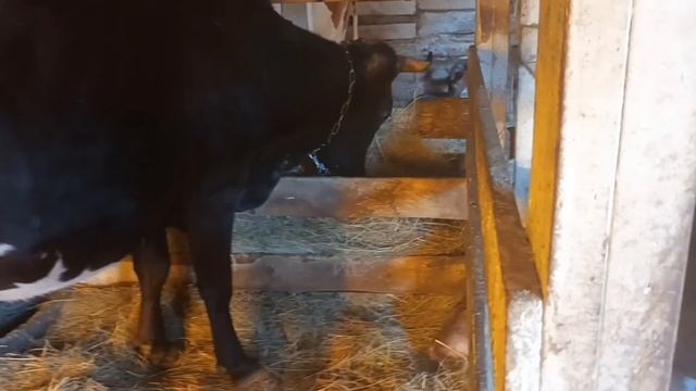 Как мы продавали корову Чару/Планы на будущее в хозяйстве/В добрый путь,Чара!? смотреть онлайн