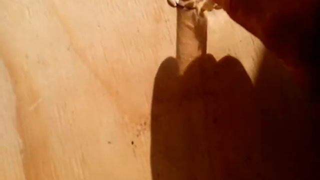 Сажаю семена голубики, кивано, морковки, помидор, баклажан. смотреть онлайн