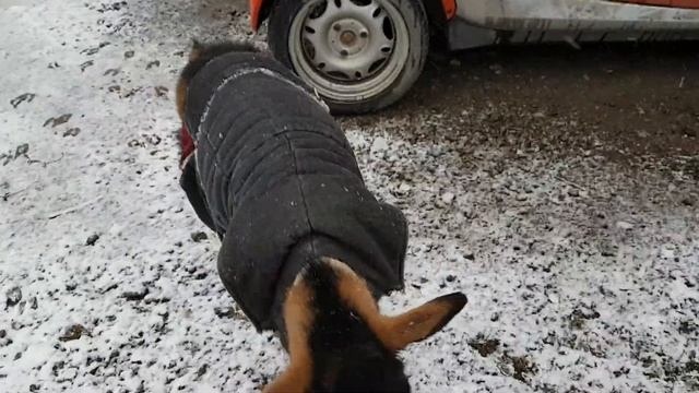 Коза в пальто смотреть онлайн